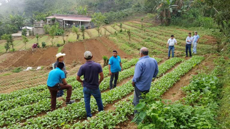 Fyffes despide al personal de Honduras afiliado al Sindicato de Trabajadores de la Agroindustria y Similares