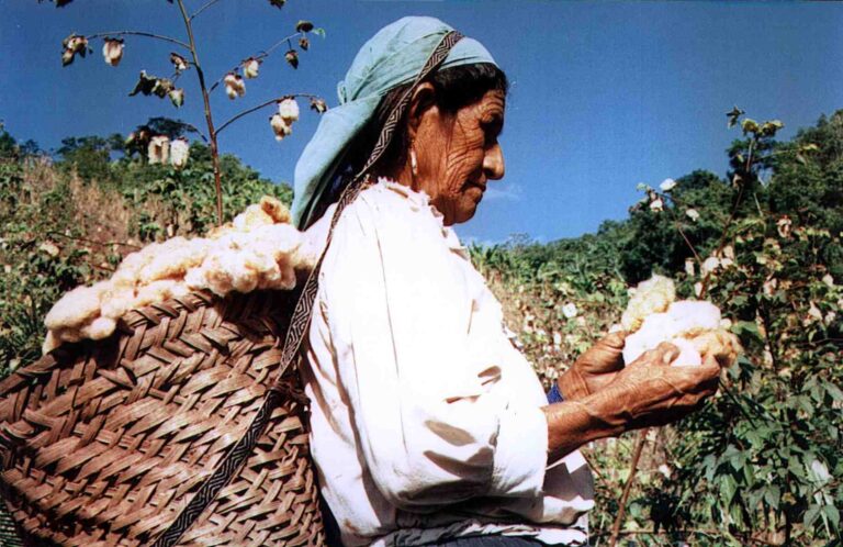 Logros y desafíos en materia de trabajo decente en la cadena de algodón en Paraguay