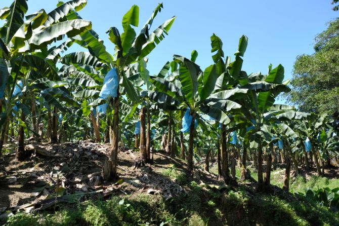Condenan a organización internacional por acciones que ocasionaron el despido de 64 trabajadores de planta bananera en Costa Rica