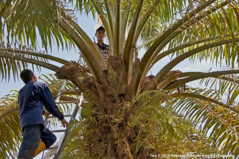 Sindicato de Palmosan en Colombia denunció el despido ilegal de 48 trabajadores