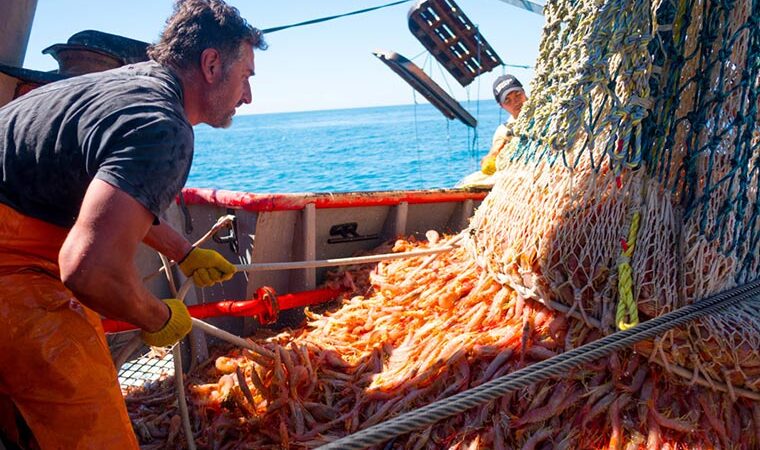 Pesca del langostino en Argentina: un millonario negocio con deudas hacia sus trabajadores