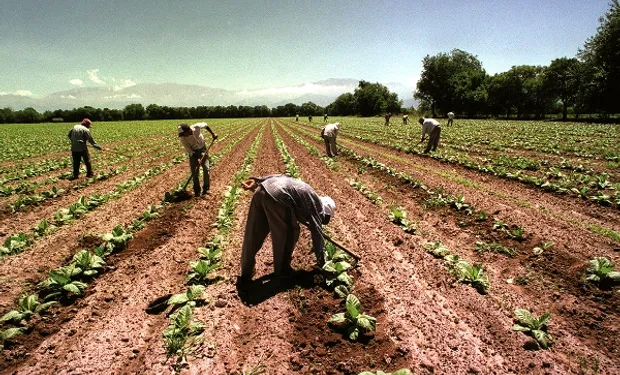 OIT advierte la lenta recuperación del mercado laboral rural después de la pandemia