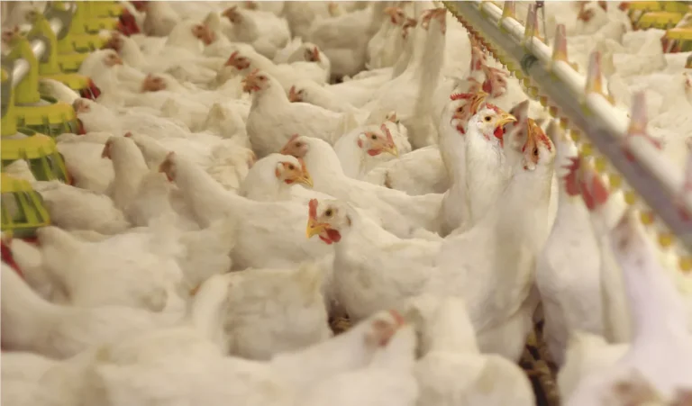 Brasil: sindicatos de la industria de la alimentación evidencian la explotación laboral en el sector de carga de pollos