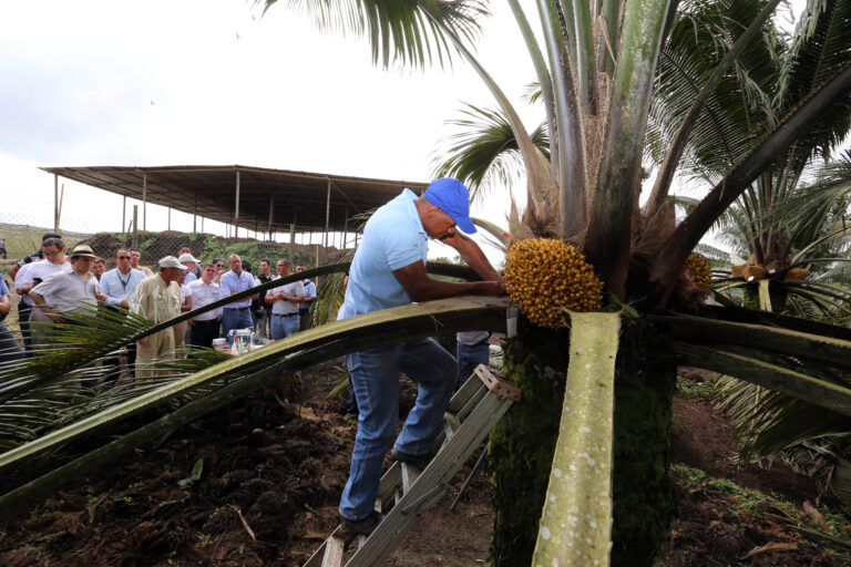 Sindicatos de Ecuador denuncian vulneración de derechos laborales en Palmeras de los Andes