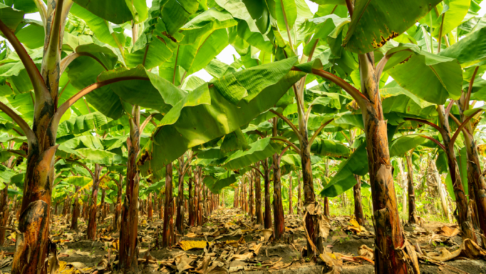Sindicato impulsa la afiliación sindical en las plantaciones bananeras de República Dominicana