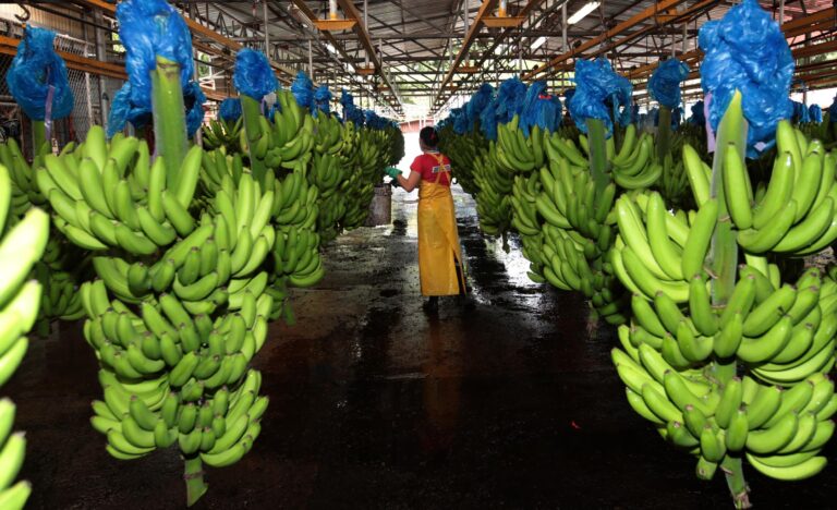 Sindicalismo de Costa Rica conmemora el Día Nacional de los Trabajadores Bananeros