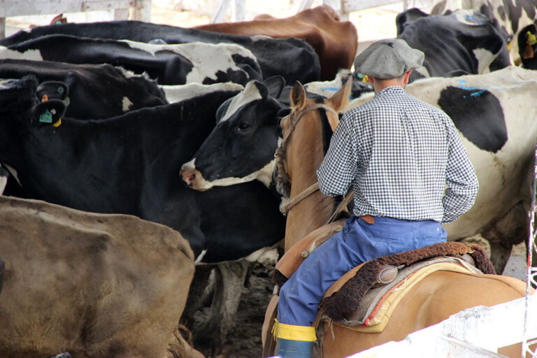 Impacto laboral de la fusión Minerva-Marfrig Uruguay: trabajadores de la carne elevan sus preocupaciones