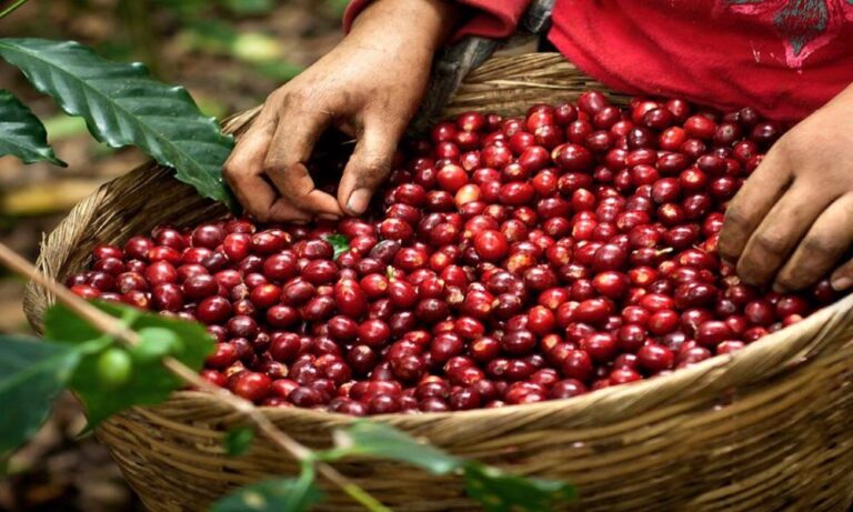 Chiapas: el café que produce el estado líder en México enfrenta la sombra del trabajo infantil