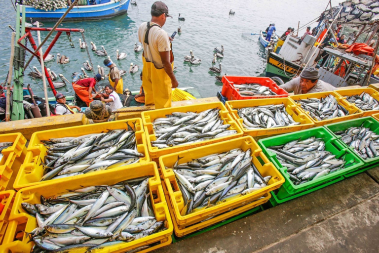 Perú: la ITF denuncia fallo que habilita despidos por edad en el sector pesca y respalda al sindicato SUPNEP